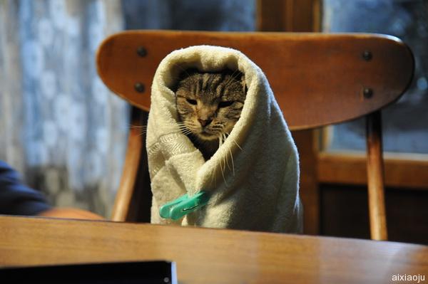 假如猫从世界上消失了
